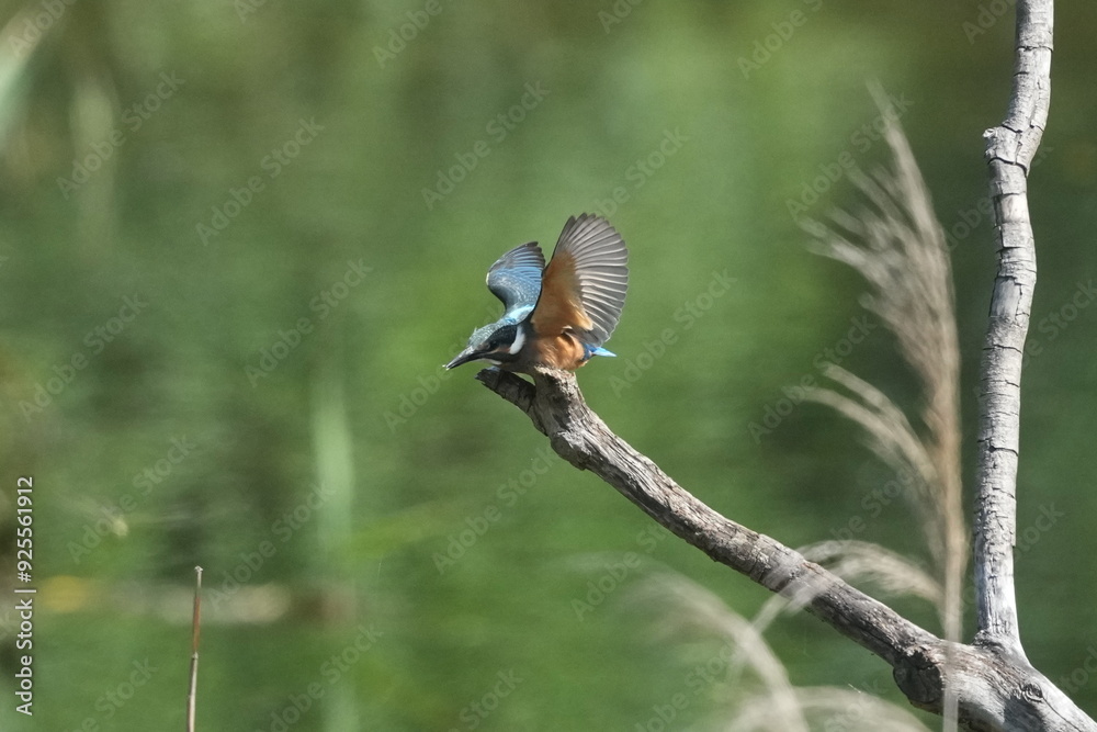 Poster common kingfisher in a forest