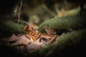 ants on a leaf