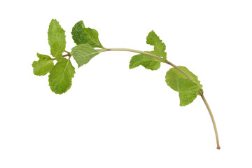 Mint leaves branch isolated on transparent background
