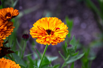 Calendula officinalis or pot marigold beautiful orange flower in summer, close up