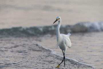 white waterfowl walking along the shoreline in the water