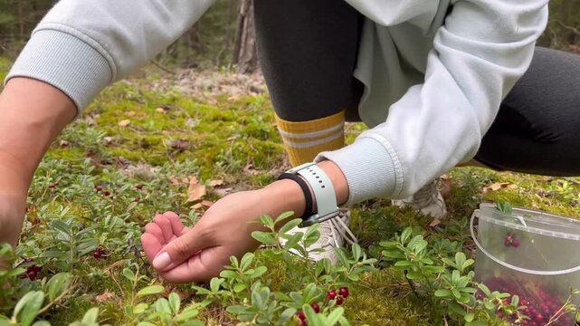 woman harvesting lingonberries with her hands in the forest