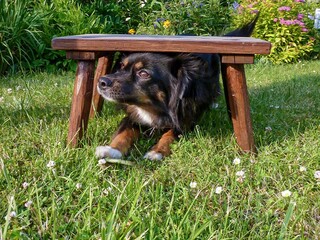 Hund kriecht durch ein Hindernis 