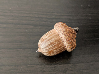 Eichel auf schwarzem Hintergrund 