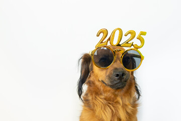 Happy New Year and Merry Christmas 2025 greeting banner or postcard. Funny Basque shepherd dog with...