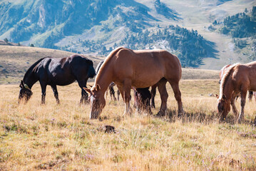 Un paisaje impresionante donde majestuosas montañas se alzan bajo un cielo azul, mientras caballos pastan libremente en los verdes prados, capturando la serenidad y la conexión entre la naturaleza y l