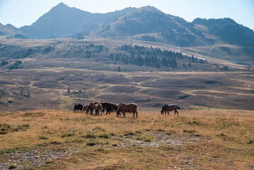 Un paisaje impresionante donde majestuosas montañas se alzan bajo un cielo azul, mientras caballos pastan libremente en los verdes prados, capturando la serenidad y la conexión entre la naturaleza y l