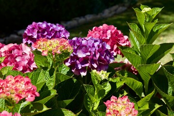 brightly colored hydrangea flowers blossoming in the garden