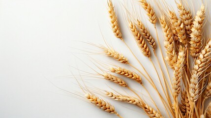 Gold wheat isolated on white background. Grain and ears, Rurich harvest concept.