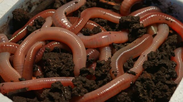 Earthworms is crawling in soil. Nightcrawler in soil creeps and wiggle up macro close up. Natural Fishing bait. Soil dwelling terrestrial invertebrate. Scoleciphobia fear of worms.