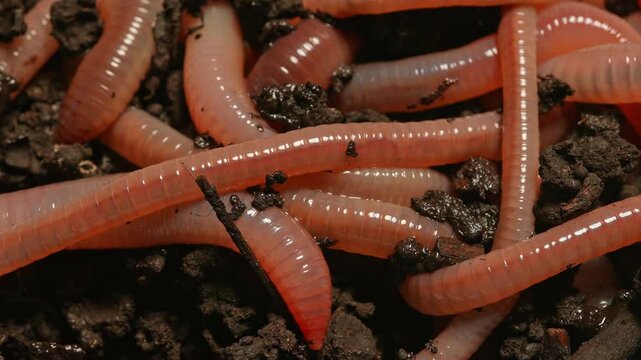 Earthworms in the compost soil. Crawling earthworms or night crawler at dark black ground macro close-up. Earth worm live bait for fishing. Lure for fishing such as bass, salmon, bluegill.