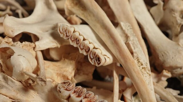 Forest wild animal bones. Dead animal body skeletal bones skull with teeth and spine ribs, tail. Craft and hobby for shamanic necklaces from animal bones. Ancient magic ritual tools and decoration.