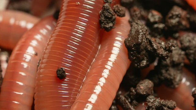 Wiggly worms and night crawlers creepy creatures wriggle in the dark decay soil. Darkness death and decaying decompose concept. Horror earthworms and eerie filthy mood for scary scene. Fear of worms.