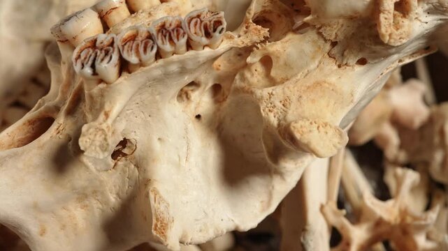 Slow motion of animal bone tissues. Multiple skeleton bones and skull of dead animal. Random animal body bones on a white plate. Craft and hobby for shamanic witchcraft wind chime made of bones.