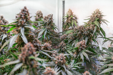 HDR close up shot of a cannabis plant blossom