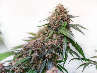 HDR close up shot of a cannabis plant blossom