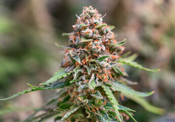 HDR close up shot of a cannabis plant blossom