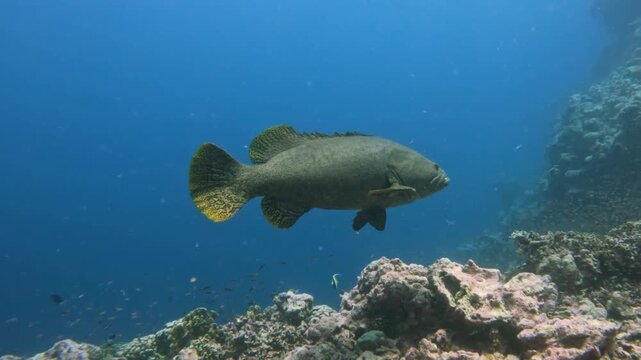 Giant grouper swimming along a tropical coral reef wall