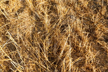 Close-up of straw and stubble remaining after the harvest of cereals such as wheat and rye, agricultural field after the harvest of plants.