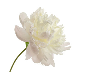 stem with leaves and flower of a tree-shaped maroon peony, isolate for clipping on a white...