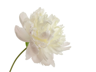 stem with leaves and flower of a tree-shaped maroon peony, isolate for clipping on a white background
