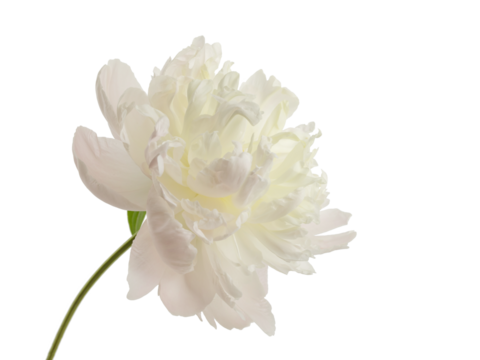 stem with leaves and flower of a tree-shaped maroon peony, isolate for clipping on a white background