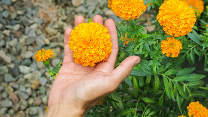 anonymous hand picking and harvesting Tagetes erecta, known as African marigold or big marigold...