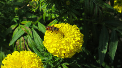 bee on Tagetes erecta flower, known as African marigold or big marigold, sulking nectarine for making honey. garden of flowery yellow marigold pots.