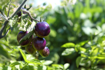 Purple blue tomato growing on plant with defocused foliage. Cluster of stunning dark purple cherry tomatoes ready to harvest. Summer garden background. Selective focus. 