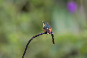Perched female woodstar hummingbird