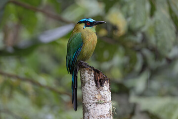 Perched Andean Motmot