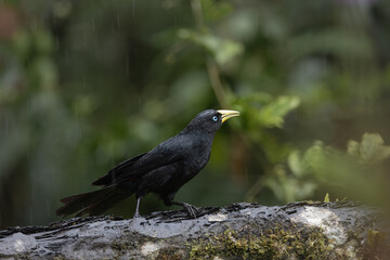 Perched Scarlet Rumped Cacique