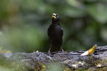 Perched Scarlet Rumped Cacique