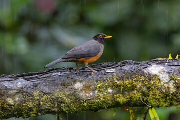 Perched chestnut bellied thrush