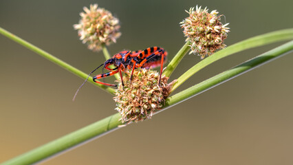 cimice assassina