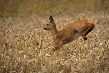 Roe Deer jumping in Wheat Field