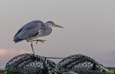 Grey Heron walking on a Lobster Pot