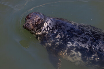 Fototapeta premium Harbour Seal at Pittenweem, East Neuk, Scotland