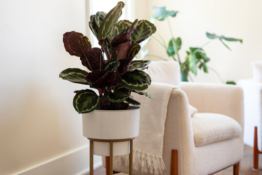 Healthy tropical houseplant in a beautiful white room