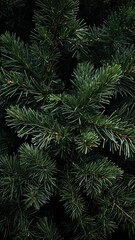 Pine tree leaves on dark screen, dark view of pine tree plant