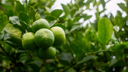 Photograph of green lemon fruit on a tree with water droplets on a blurred background.