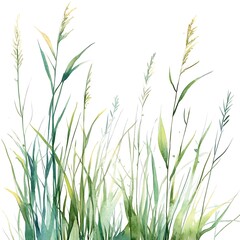 watercolor green grass isolated on white. elegant watercolor green grass illustration