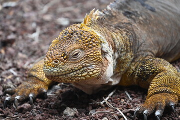 Yellow Land Iguana in Galapagos Santa Cruz