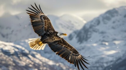 Bald Eagle Soaring Above Snowy Mountains