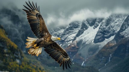 Obraz premium Bald Eagle Soaring Above Snowy Mountain Range
