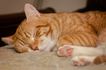 Orange tabby cat sleeping in Coden Alabama