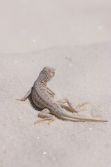 desert lizard