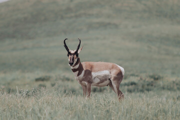 antelope in the wild © Vasilis Karkalas