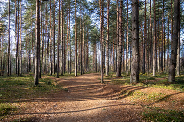 Obraz premium Autumn mixed forest with rows of pines standing tall among empty winding trails. Pines line paths in forest with fallen leaves. Start of autumn, ecotourism, environmental conservation, travelling