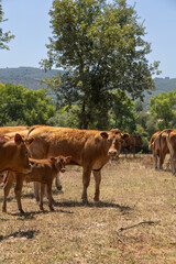 brown cows standing together in a sunlit pasture, surrounded by greenery and trees. This image captures the essence of rural life and livestock farming, ideal for agricultural and countryside-themed